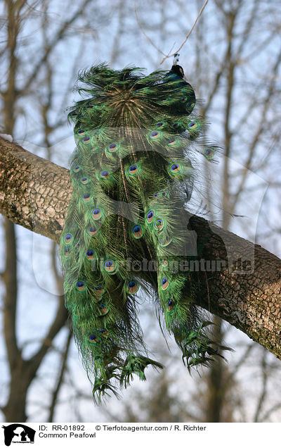 Blau indischer Pfau / Common Peafowl / RR-01892