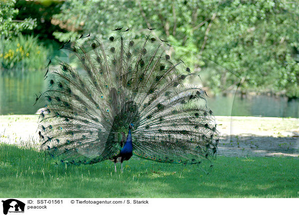 peacock / SST-01561