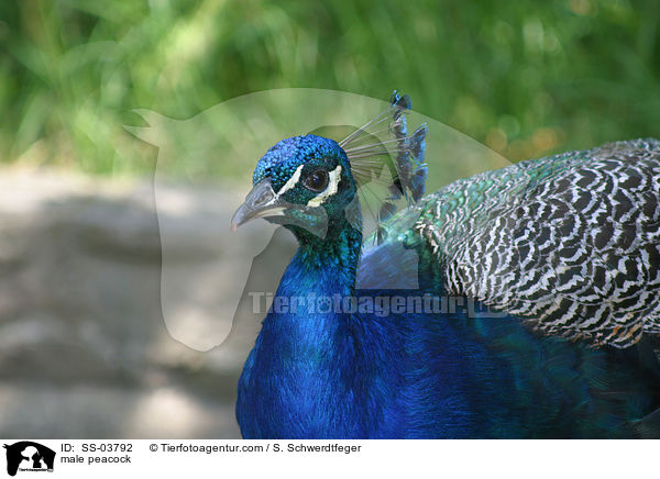 male peacock / SS-03792