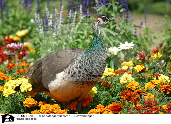 weiblicher Pfau / female peacock / SS-03793