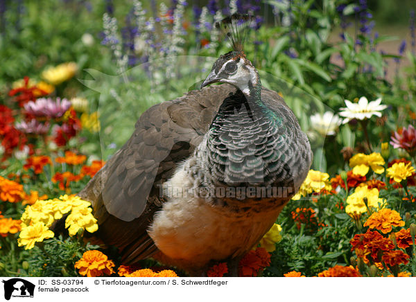 weiblicher Pfau / female peacock / SS-03794