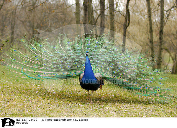 peacock / SST-03432