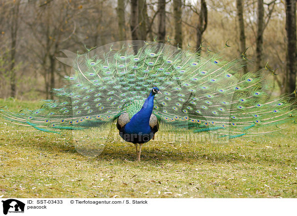 peacock / SST-03433