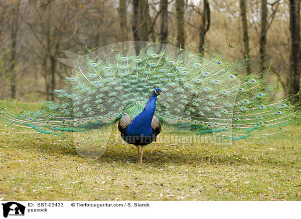 Blau indischer Pfau / peacock / SST-03433