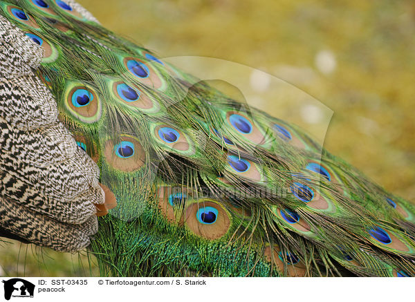 Blau indischer Pfau / peacock / SST-03435