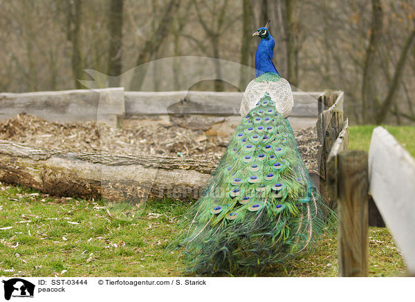 peacock / SST-03444