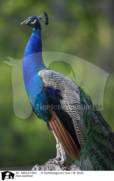blue peafowl / MAZ-01550