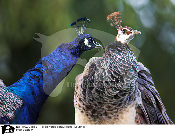 blue peafowl / MAZ-01552