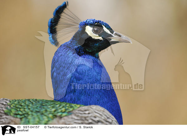 blau indischer Pfau / peafowl / SST-04157