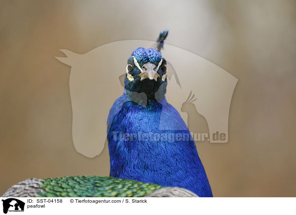 peafowl / SST-04158