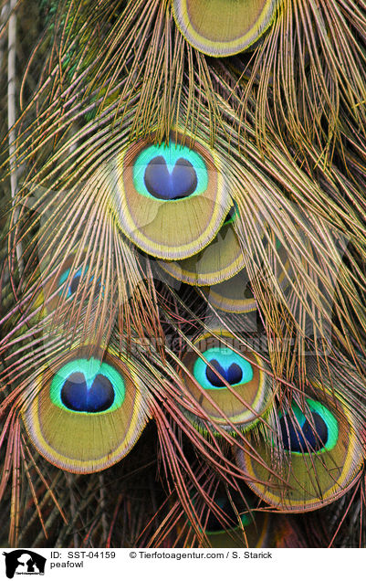 peafowl / SST-04159