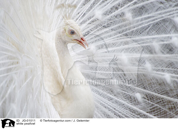 weier Pfau / white peafowl / JG-01011