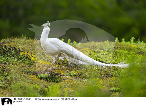 peafowl / DMS-10883