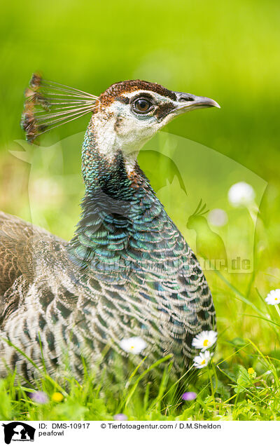 Pfau / peafowl / DMS-10917