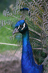 Common Peafowl