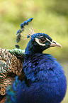 portrait of a peacock