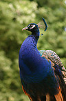 peacock portrait