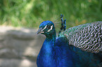 male peacock