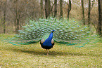 peacock