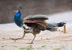 blue peafowl