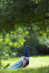 blue peafowl