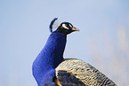 peafowl