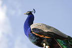 peafowl