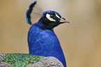 peafowl