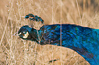 peafowl