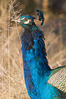 peafowl