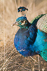 peafowl