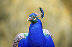 Peafowl portrait