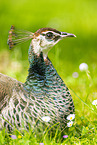 peafowl