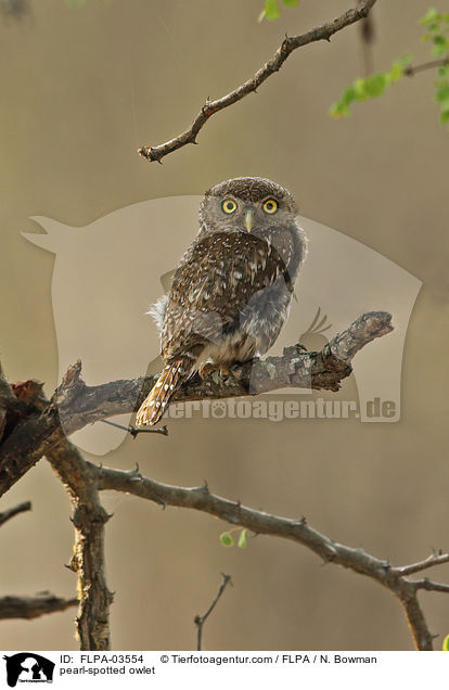 pearl-spotted owlet / FLPA-03554