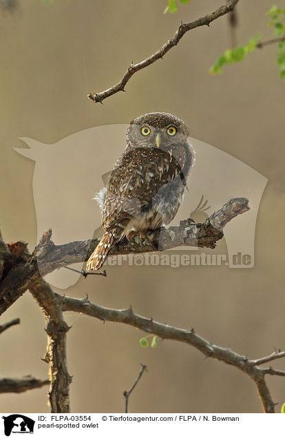 Perl-Sperlingskauz / pearl-spotted owlet / FLPA-03554