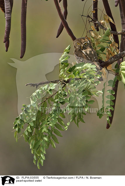 pearl-spotted owlet / FLPA-03555