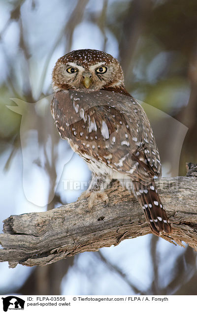 pearl-spotted owlet / FLPA-03556