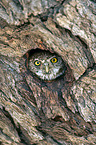 pearl-spotted owlet