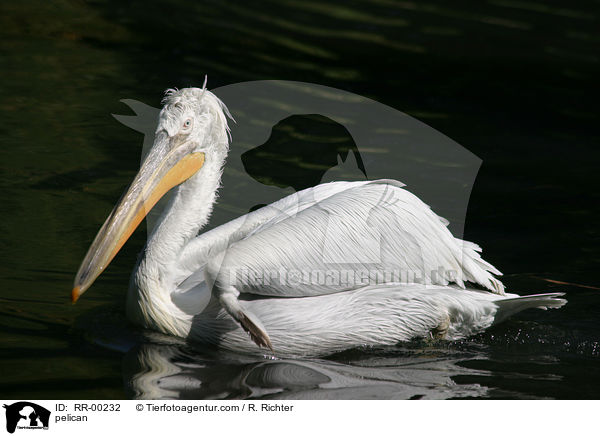 pelican / RR-00232