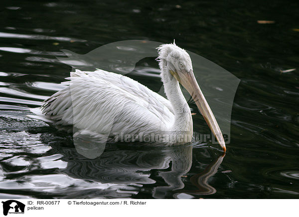 Pelikan / pelican / RR-00677
