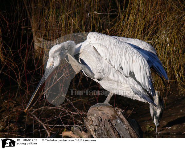 junger Pelikan / young pelican / HB-01253