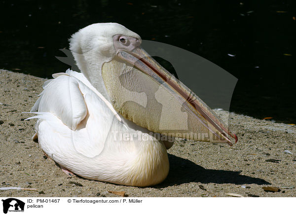 Pelikan / pelican / PM-01467