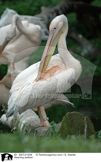 Pelikan putzt sich / cleaning pelican / SST-01558