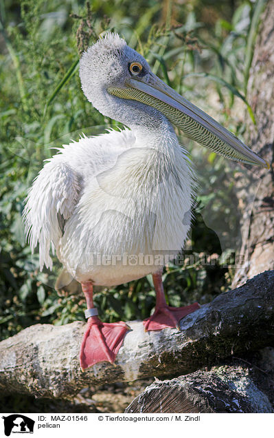 pelican / MAZ-01546