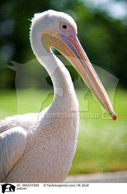 Pelikan / pelican / MAZ-01549