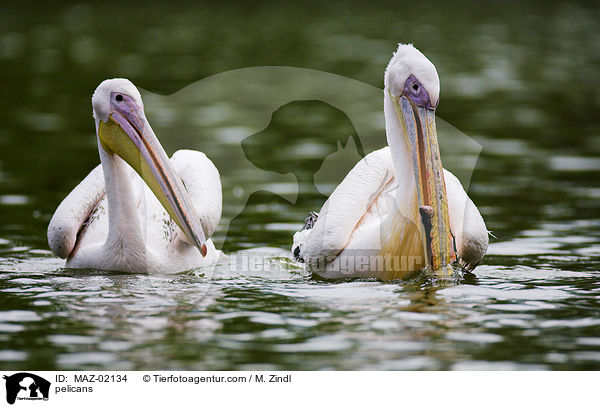 Pelikane / pelicans / MAZ-02134