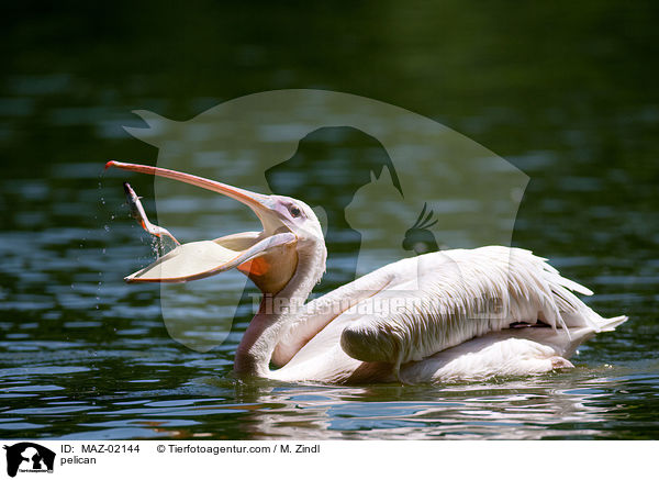 Pelikan / pelican / MAZ-02144