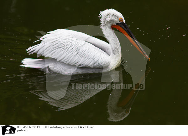 pelican / AVD-03011