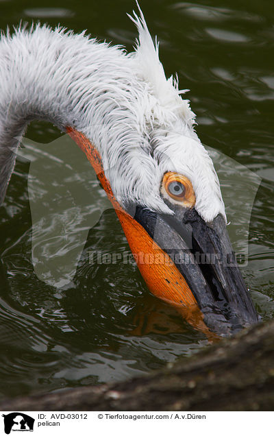 pelican / AVD-03012