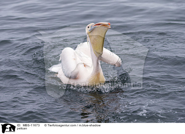 Pelikan / pelican / MBS-11673